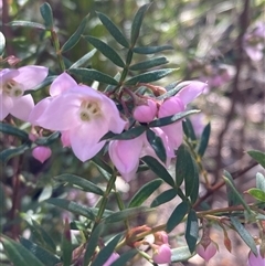Boronia pinnata at Bundanoon, NSW - suppressed
