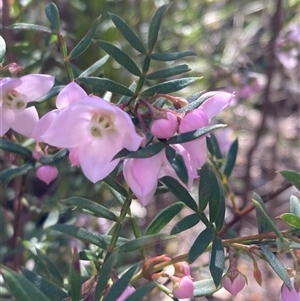 Boronia pinnata at Bundanoon, NSW - 8 Sep 2024