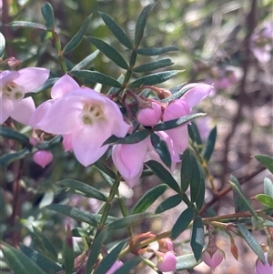 Boronia pinnata at Bundanoon, NSW - suppressed
