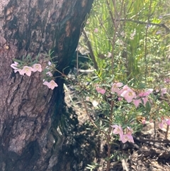 Boronia pinnata at Bundanoon, NSW - 8 Sep 2024