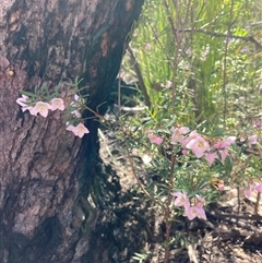 Boronia pinnata at Bundanoon, NSW - suppressed