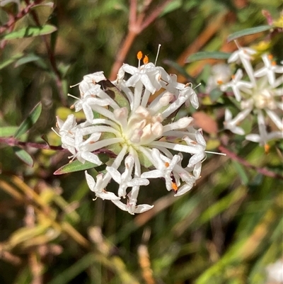 Pimelea linifolia (Slender Rice Flower) at Bundanoon, NSW - 8 Sep 2024 by AnneG1