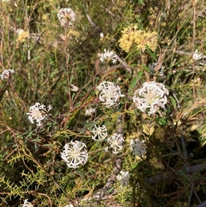 Pimelea linifolia at Bundanoon, NSW - 8 Sep 2024