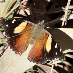 Vanessa itea at Baranduda, VIC - 15 Sep 2024 10:34 AM