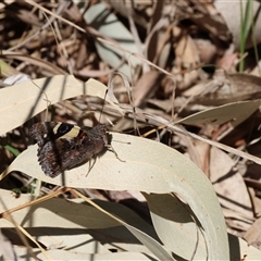 Vanessa itea at Baranduda, VIC - 15 Sep 2024 10:34 AM