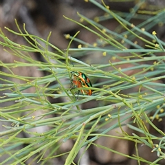 Scutiphora pedicellata (Metallic Jewel Bug) at Bungonia, NSW - 11 Sep 2024 by RobG1