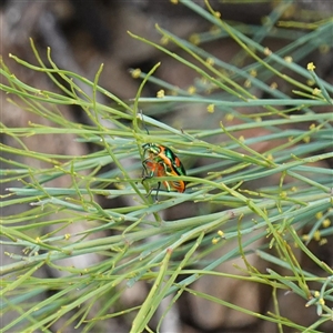 Scutiphora pedicellata at Bungonia, NSW - 11 Sep 2024