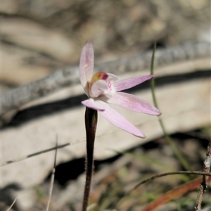 Caladenia fuscata at Captains Flat, NSW - 15 Sep 2024