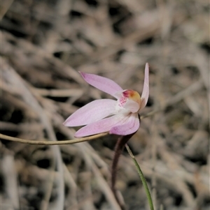 Caladenia fuscata at Captains Flat, NSW - 15 Sep 2024