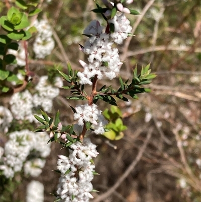 Leucopogon ericoides at Bundanoon, NSW - 8 Sep 2024 by AnneG1