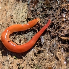 Australoplana alba (A flatworm) at Page, ACT - 15 Sep 2024 by CattleDog