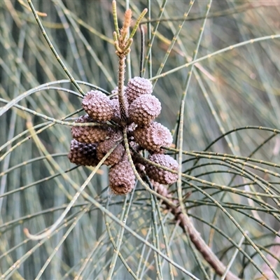 Casuarina cunninghamiana subsp. cunninghamiana (River She-Oak, River Oak) at Bandiana, VIC - 15 Sep 2024 by KylieWaldon