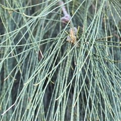 Casuarina cunninghamiana subsp. cunninghamiana at Bandiana, VIC - 15 Sep 2024 09:24 AM