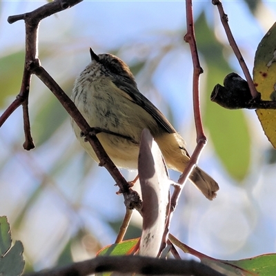 Acanthiza pusilla (Brown Thornbill) at Bandiana, VIC - 15 Sep 2024 by KylieWaldon