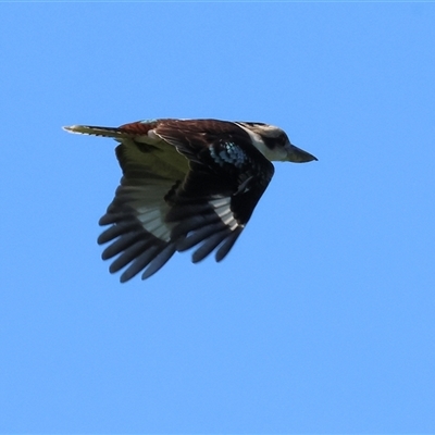 Dacelo novaeguineae (Laughing Kookaburra) at Baranduda, VIC - 15 Sep 2024 by KylieWaldon