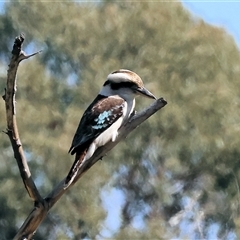 Dacelo novaeguineae at Baranduda, VIC - 15 Sep 2024