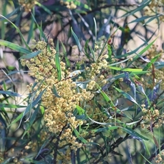 Acacia rubida (Red-stemmed Wattle, Red-leaved Wattle) at Baranduda, VIC - 14 Sep 2024 by KylieWaldon