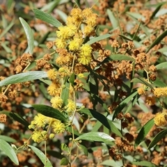 Acacia verniciflua (Varnish Wattle) at Bandiana, VIC - 15 Sep 2024 by KylieWaldon