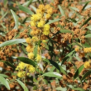 Acacia verniciflua at Bandiana, VIC - 15 Sep 2024