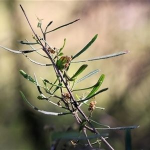 Dodonaea viscosa subsp. angustissima at Baranduda, VIC - 15 Sep 2024