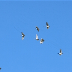 Threskiornis molucca (Australian White Ibis) at Baranduda, VIC - 15 Sep 2024 by KylieWaldon