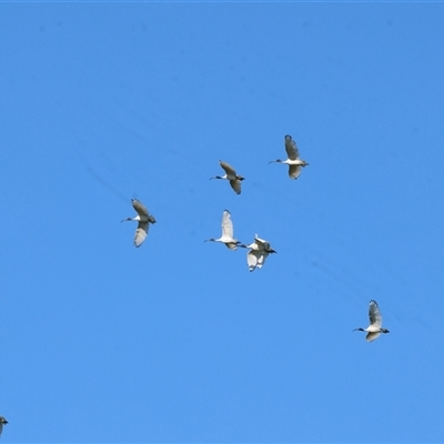 Threskiornis molucca (Australian White Ibis) at Baranduda, VIC - 14 Sep 2024 by KylieWaldon