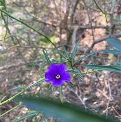 Solanum linearifolium (Kangaroo Apple) at Hackett, ACT - 10 Sep 2024 by waltraud