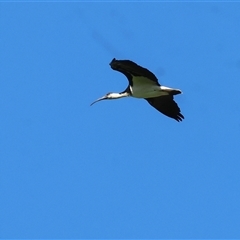 Threskiornis spinicollis (Straw-necked Ibis) at Baranduda, VIC - 15 Sep 2024 by KylieWaldon