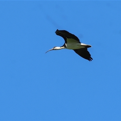 Threskiornis spinicollis (Straw-necked Ibis) at Baranduda, VIC - 14 Sep 2024 by KylieWaldon