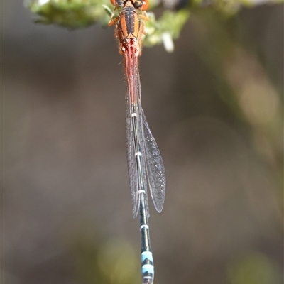 Xanthagrion erythroneurum (Red & Blue Damsel) at Hall, ACT - 15 Sep 2024 by Anna123