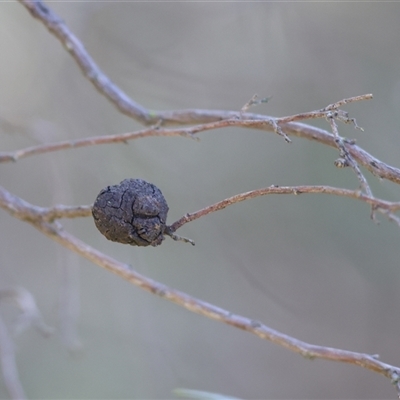 Unidentified Other Plant Gall at Baranduda, VIC - 15 Sep 2024 by KylieWaldon