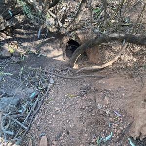 Oryctolagus cuniculus at Hackett, ACT - 10 Sep 2024