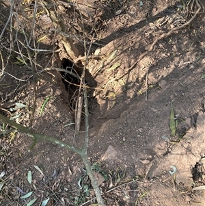 Oryctolagus cuniculus at Hackett, ACT - 10 Sep 2024