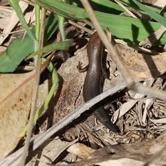 Unidentified Skink at Bandiana, VIC - 14 Sep 2024 by KylieWaldon