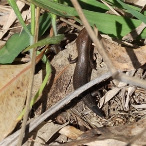 Lampropholis guichenoti at Bandiana, VIC - 15 Sep 2024