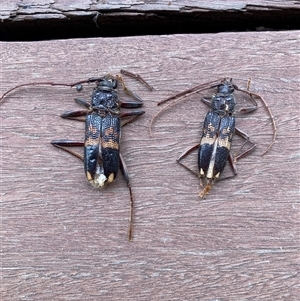 Phoracantha punctata at Hackett, ACT - 11 Sep 2024 10:03 AM