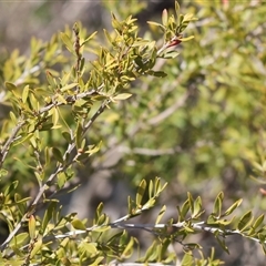 Unidentified Other Shrub at Baranduda, VIC - 15 Sep 2024 by KylieWaldon