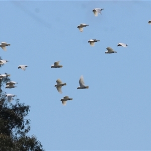 Cacatua sanguinea at Baranduda, VIC - 15 Sep 2024