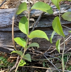 Ligustrum lucidum (Large-leaved Privet) at Watson, ACT - 13 Sep 2024 by waltraud