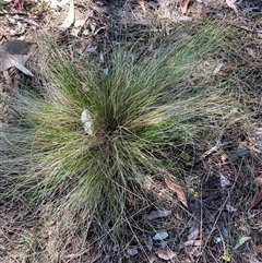 Nassella trichotoma (Serrated Tussock) at Watson, ACT - 13 Sep 2024 by waltraud