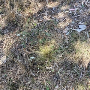 Nassella trichotoma at Watson, ACT - 13 Sep 2024