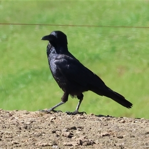 Corvus mellori at Baranduda, VIC - 15 Sep 2024 09:49 AM