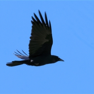 Corvus mellori at Baranduda, VIC - 15 Sep 2024 09:49 AM