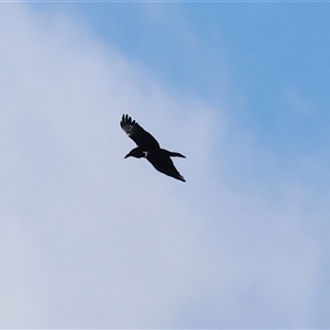 Corvus mellori at Baranduda, VIC - 15 Sep 2024