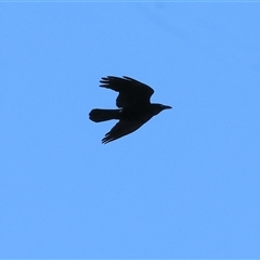 Corvus mellori at Baranduda, VIC - 15 Sep 2024 09:49 AM