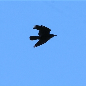 Corvus mellori at Baranduda, VIC - 15 Sep 2024 09:49 AM
