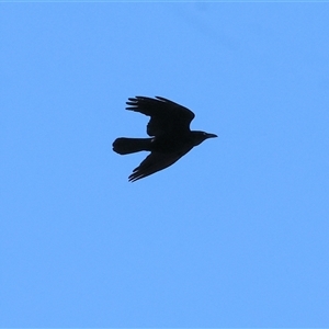 Corvus mellori at Baranduda, VIC - 15 Sep 2024