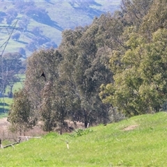 Corvus mellori at Baranduda, VIC - 15 Sep 2024