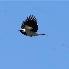 Grallina cyanoleuca (Magpie-lark) at Baranduda, VIC - 15 Sep 2024 by KylieWaldon