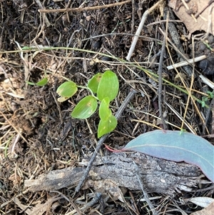 Asparagus asparagoides at Watson, ACT - 13 Sep 2024 11:49 AM